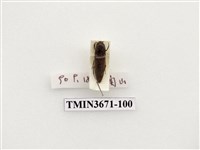 藏品(叩頭蟲(2))的圖片